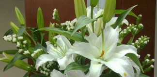 Tìm hiểu ý nghĩa của hoa ly tinh khiết, quý phái - 1