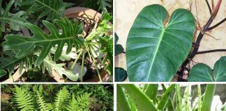 cây cảnh hút khí độc nhất định phải trồng quanh nhà 1