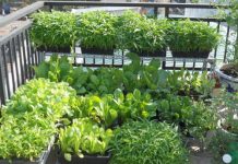 Cách trồng rau trong nhà tiện lợi, tiết kiệm diện tích