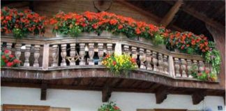 Hướng dẫn cách trồng hoa ở ban công  - 1