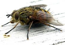 Cách làm keo dính ruồi từ những nguyên liệu cực dễ tìm