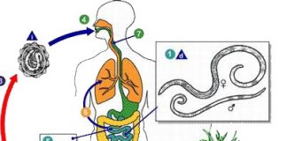 Thuốc trị bệnh do ký sinh trùng đường ruột - 1