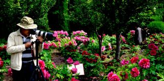 Lễ hội hoa mẫu đơn khoe sắc ở Hà Nam - 1