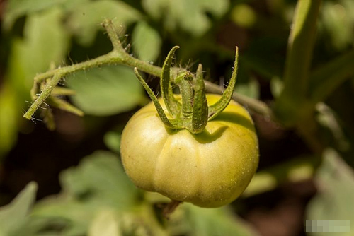 Cách trồng cà chua sạch nên thử ngay - 14