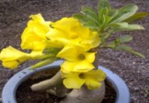 Làm sao để sứ Thái cho bông màu vàng Làm sao để sứ Thái cho bông màu vàng - 1