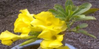 Làm sao để sứ Thái cho bông màu vàng - 1