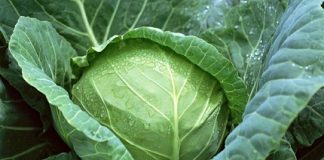 Các loại rau mùa đông dễ trồng ăn ngay sau 2 tháng