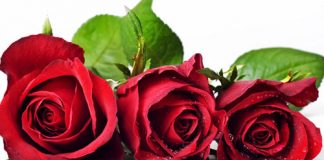 7 mẹo đẹp bất ngờ với hoa hồng - 3