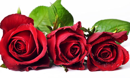 7 mẹo đẹp bất ngờ với hoa hồng - 3
