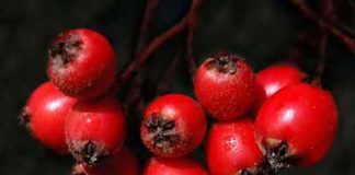 Những thảo dược giúp nhanh giảm béo - 1