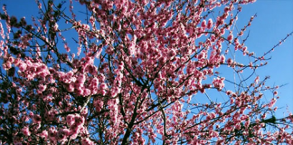 Ngỡ ngàng trước 'đào Nhật Tân' trên đất Úc