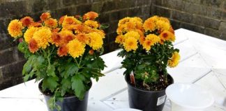 Cách cắm hoa cúc để bàn ăn 8/3 đẹp với lọ hoa hình ly - 1