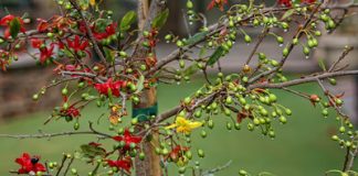 Cách ghép cây mai nhiều màu cho Tết thêm rực rỡ 1