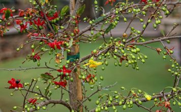 Cách ghép cây mai nhiều màu cho Tết thêm rực rỡ 1