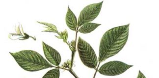 Những bài thuốc từ đậu bạc đầu - 1