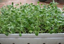trồng rau mầm hướng dương bằng khay xốp