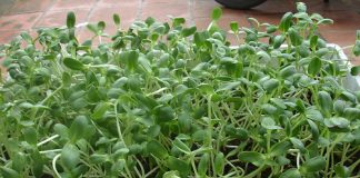 trồng rau mầm hướng dương bằng khay xốp