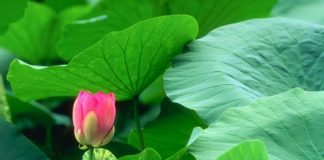 Những công dụng của lá sen có thể bạn chưa biết