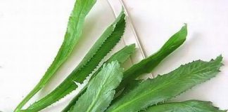 Những bài thuốc dân gian cực hiệu quả từ rau mùi tàu