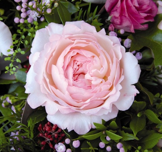 Giống hoa hồng ngoại đẹp mê li khiến ai cũng mê mẩn 9