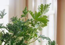 Xịt nước hoa cho nhà bằng... cây cảnh - 1