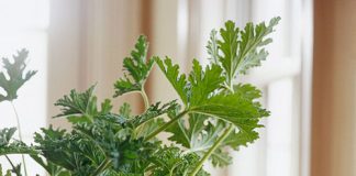 Xịt nước hoa cho nhà bằng... cây cảnh - 1