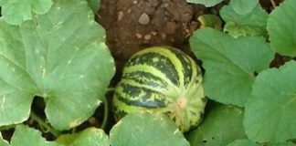 Những công dụng của dưa bở - 1