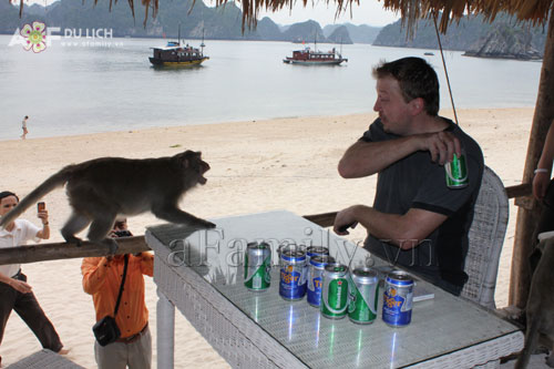 Thú vị tour du lịch uống bia... với khỉ ở Cát Bà - 10