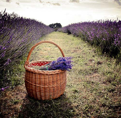 Tìm hiểu ý nghĩa của hoa oải hương - hoa Lavender - 7