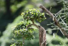 Hướng dẫn một số lưu ý  khi chọn cây ngày tết - 1