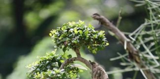 Hướng dẫn một số lưu ý  khi chọn cây ngày tết - 1