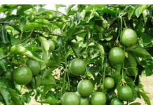 Cách trồng chanh dây tại nhà sai quả đến bất ngờ