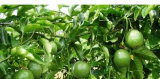 Cách trồng chanh dây tại nhà sai quả đến bất ngờ