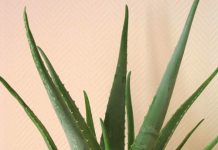 11 loại cây cảnh giúp hút khí độc, bảo vệ sức khỏe1