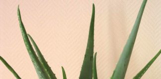 11 loại cây cảnh giúp hút khí độc, bảo vệ sức khỏe1