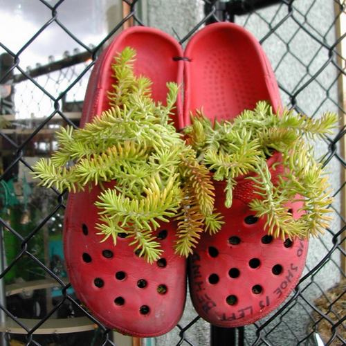 Cách tận dụng giày cũ để... trồng hoa - 4