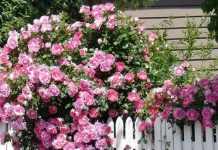 Hoa hồng điểm tô nhà vườn thêm lãng mạn - Archi