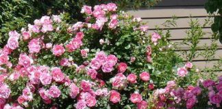 Trang trí nhà vườn lãng mạn với hoa hồng Hoa hồng điểm tô nhà vườn thêm lãng mạn - Archi