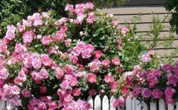 Hoa hồng điểm tô nhà vườn thêm lãng mạn - Archi