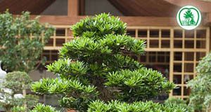 Phương pháp trồng và chăm sóc  vạn niên tùng.  - 1