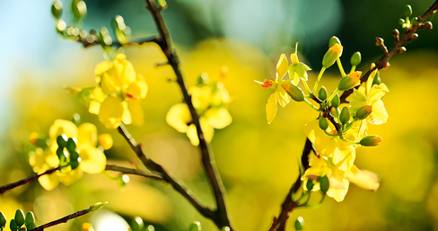 Kỹ thuật trồng, chăm sóc mai vàng để hoa nở đẹp, đúng tết - 2