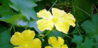 cash chữa đau cổ họng