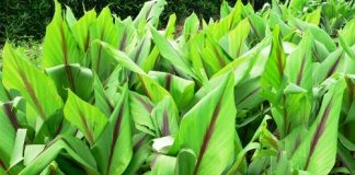 Nghệ đen chữa bệnh 1