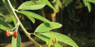 Bài thuốc phòng, chữa bệnh đường hô hấp - 1