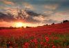 Đến Anh ngắm cánh đồng hoa giai nhân đỏ Đến Anh ngắm cánh đồng hoa giai nhân đỏ
