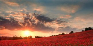 Đến Anh ngắm cánh đồng hoa giai nhân đỏ 