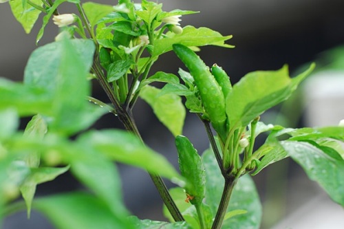 Cách trồng ớt trong chậu tại nhà mang hiệu quả gấp đôi 8