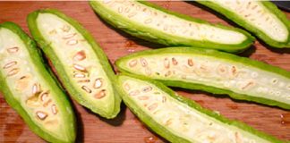 Hướng dẫn cách trồng mướp đắng trong vườn nhà - 1