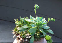 Những ý tưởng thú vị làm đẹp khu vườn với hoa đá