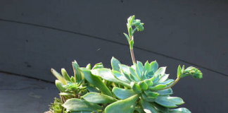 Những ý tưởng thú vị làm đẹp khu vườn với hoa đá